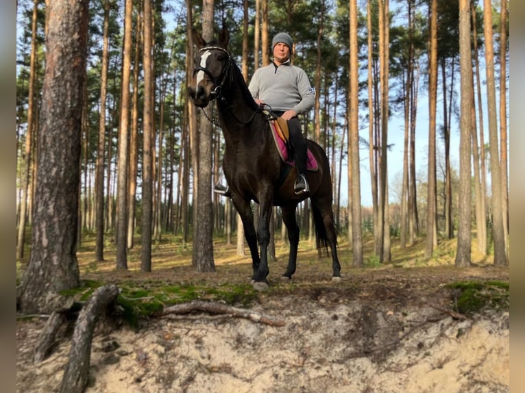 Polnisches Halbblut Stute 3 Jahre 152 cm Schwarzbrauner in G&#xF6;rlitz
