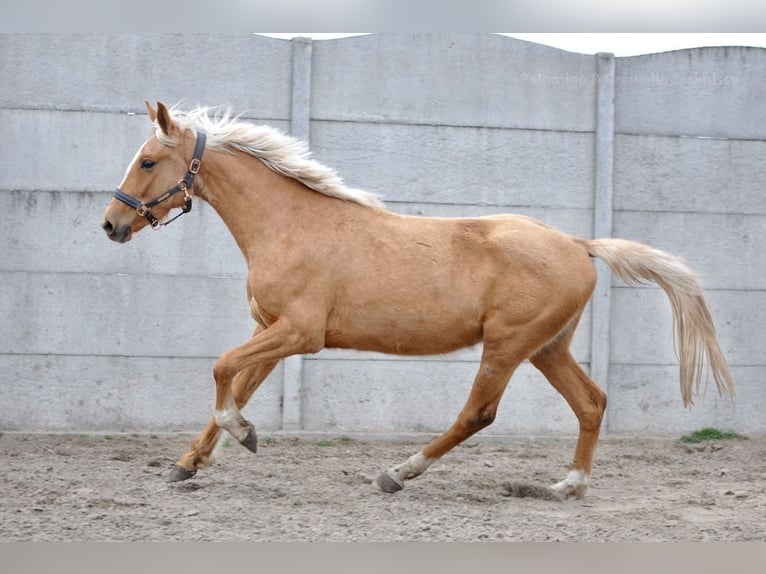 Polnisches Halbblut Stute 3 Jahre 158 cm Palomino in Dobrosz&#xF3;w Ole&#x15B;nicki