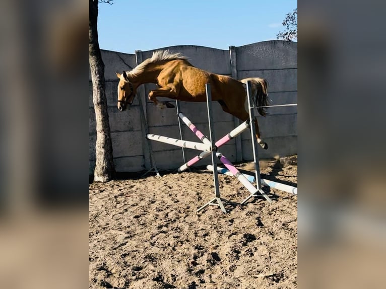 Polnisches Halbblut Stute 3 Jahre 158 cm Palomino in Dobrosz&#xF3;w Ole&#x15B;nicki