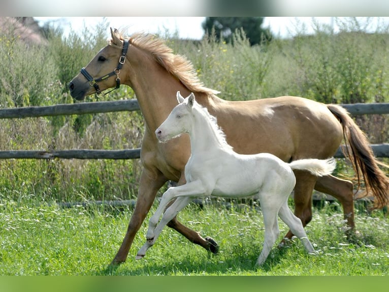 Polnisches Halbblut Stute 3 Jahre 158 cm Palomino in Dobrosz&#xF3;w Ole&#x15B;nicki