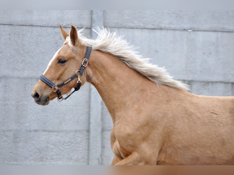 Polnisches Halbblut Stute 3 Jahre 158 cm Palomino in Dobrosz&#xF3;w Ole&#x15B;nicki