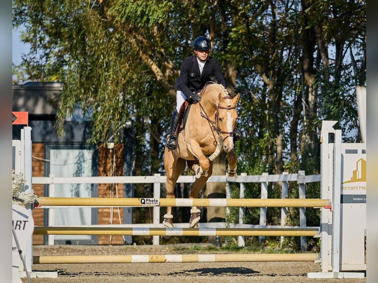 Polnisches Halbblut Stute 3 Jahre 158 cm Palomino in Dobrosz&#xF3;w Ole&#x15B;nicki
