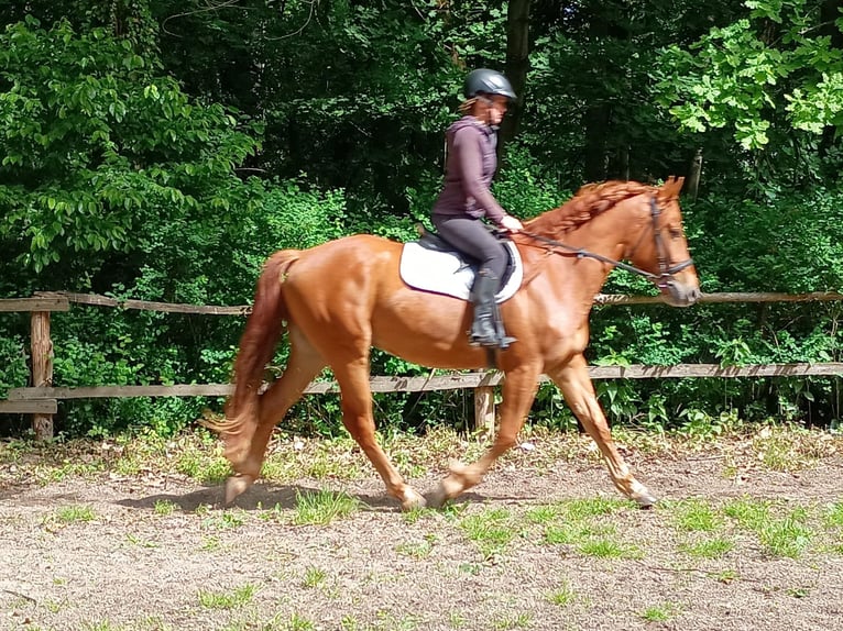 Polnisches Halbblut Stute 3 Jahre 162 cm Fuchs in Leszno Dolne