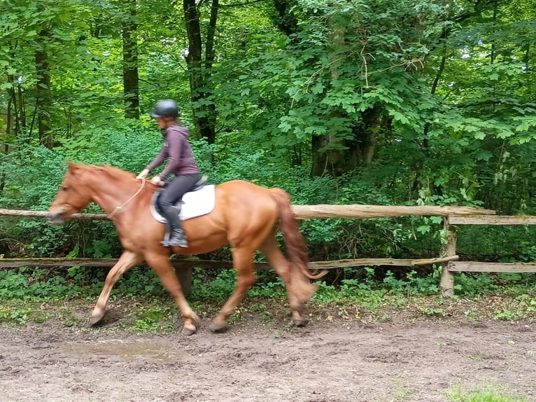 Polnisches Halbblut Stute 3 Jahre 162 cm Fuchs in Leszno Dolne