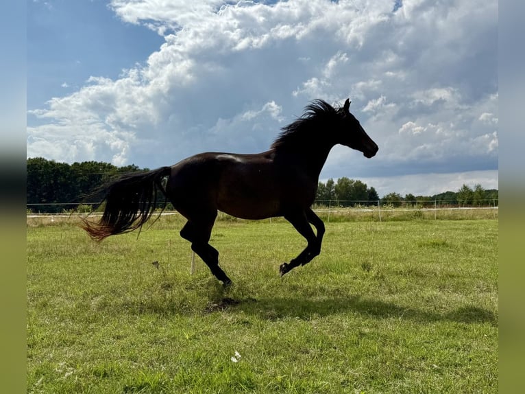 Polnisches Halbblut Stute 4 Jahre 152 cm in Legnica