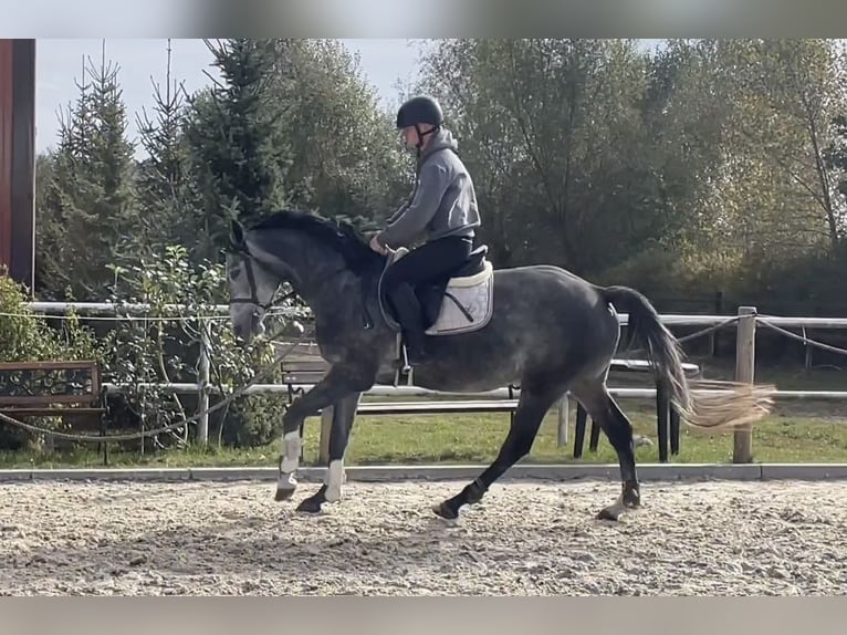 Polnisches Halbblut Stute 4 Jahre 157 cm Schimmel in Paruszka