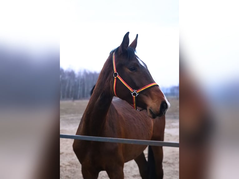 Polnisches Halbblut Stute 4 Jahre 165 cm Brauner in Mińsk Mazowiecki