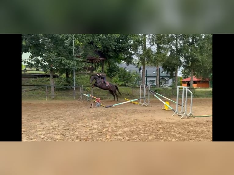 Polnisches Halbblut Stute 4 Jahre 168 cm Dunkelbrauner in Oparzno