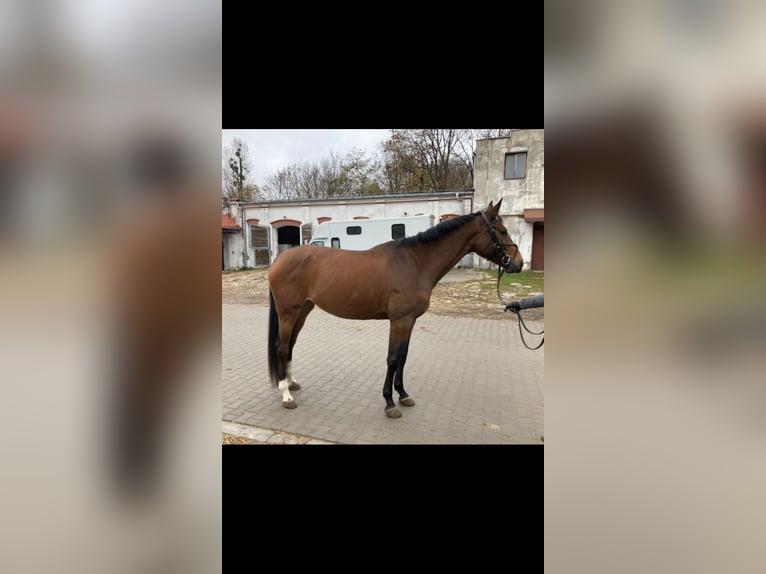 Polnisches Halbblut Stute 4 Jahre 170 cm in Kalinowo