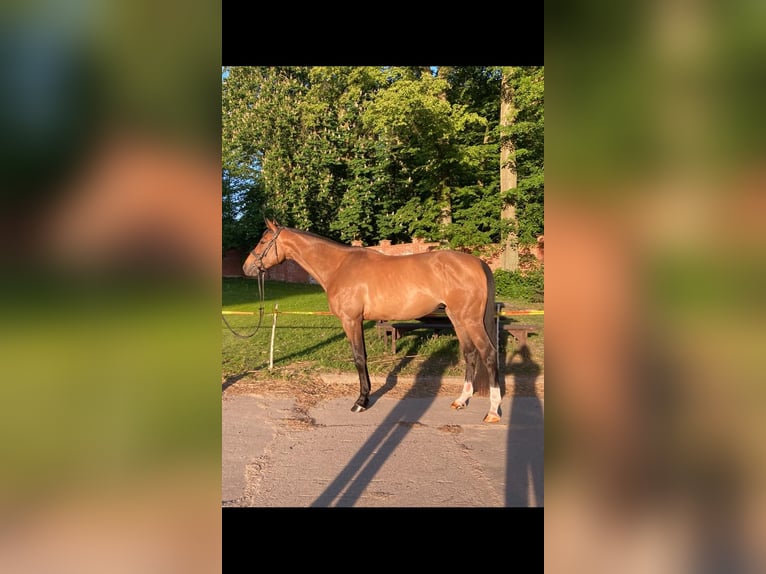 Polnisches Halbblut Stute 4 Jahre 170 cm in Kalinowo