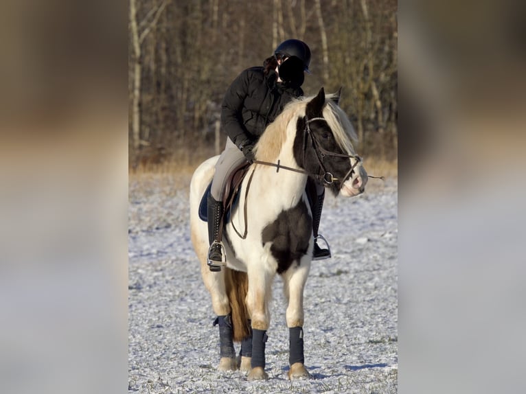 Polnisches Halbblut Mix Stute 5 Jahre 150 cm Schecke in Münchberg