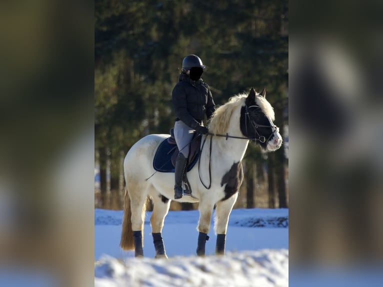 Polnisches Halbblut Mix Stute 5 Jahre 150 cm Schecke in Münchberg