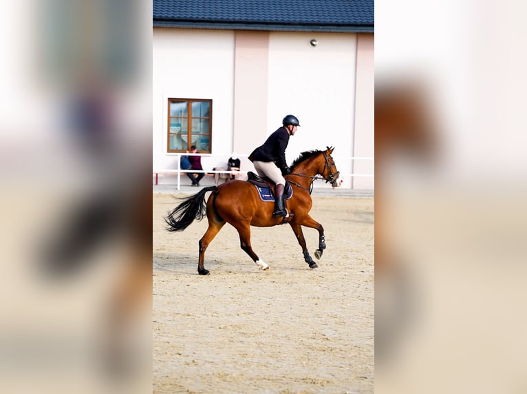 Polnisches Halbblut Stute 5 Jahre 164 cm Rotbrauner in W&#x105;wa&#x142;