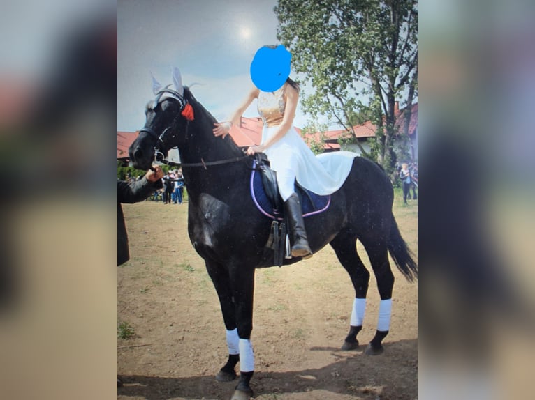 Polnisches Halbblut Stute 5 Jahre 166 cm Rappe in Slesin