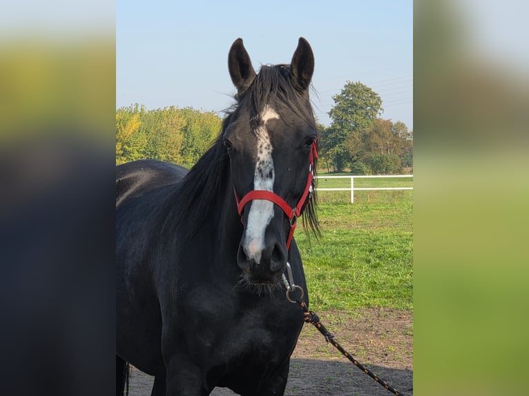 Polnisches Halbblut Stute 5 Jahre 166 cm Rappe in Slesin