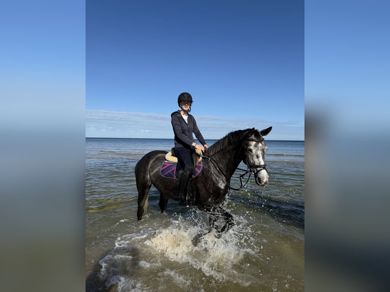 Polnisches Halbblut Stute 5 Jahre 168 cm Schimmel in W&#x142;odarka