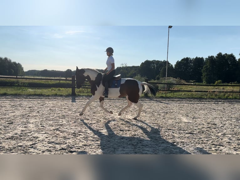 Polnisches Halbblut Stute 5 Jahre 172 cm Schecke in Zwierzyniec