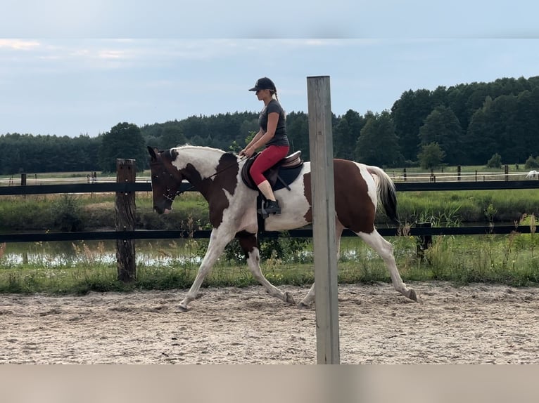 Polnisches Halbblut Stute 5 Jahre 172 cm Schecke in Zwierzyniec