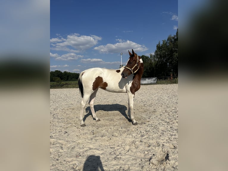 Polnisches Halbblut Stute 5 Jahre 172 cm Schecke in Zwierzyniec