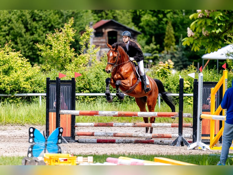 Polnisches Halbblut Stute 5 Jahre 176 cm Brauner in Jankowice