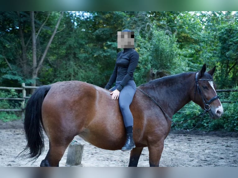 Polnisches Halbblut Stute 6 Jahre 155 cm Roan-Bay in Tarnawa