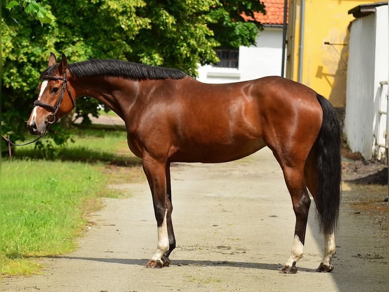 Polnisches Halbblut Stute 6 Jahre 164 cm Brauner in Iwno