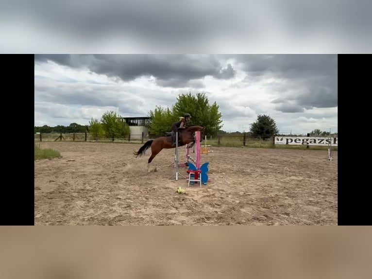 Polnisches Halbblut Stute 6 Jahre 164 cm Brauner in Iwno