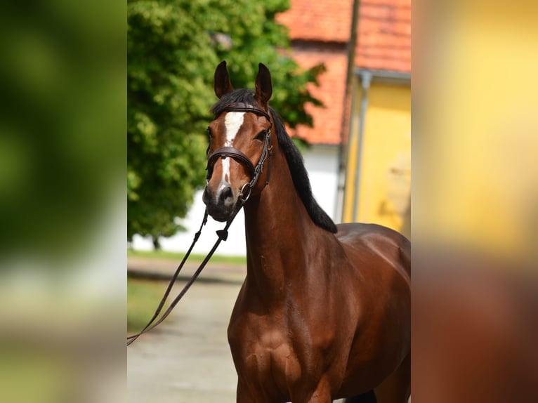 Polnisches Halbblut Stute 6 Jahre 164 cm Brauner in Iwno