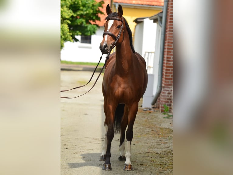 Polnisches Halbblut Stute 6 Jahre 164 cm Brauner in Iwno