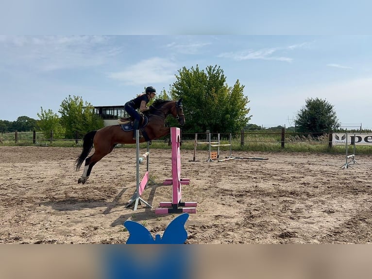 Polnisches Halbblut Stute 6 Jahre 164 cm Brauner in Siedleczek