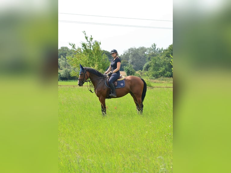 Polnisches Halbblut Stute 6 Jahre 164 cm Brauner in Siedleczek