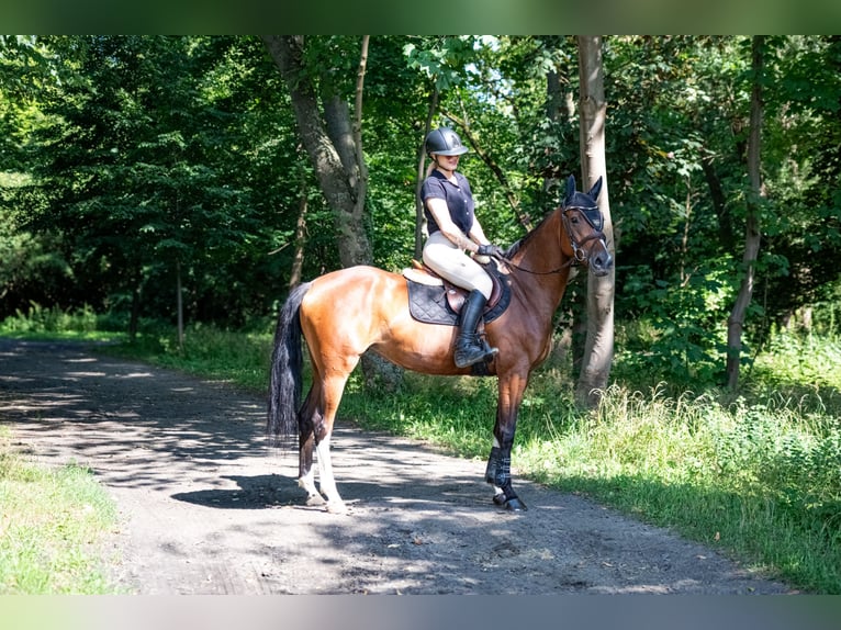 Polnisches Halbblut Stute 6 Jahre 164 cm Brauner in Siedleczek