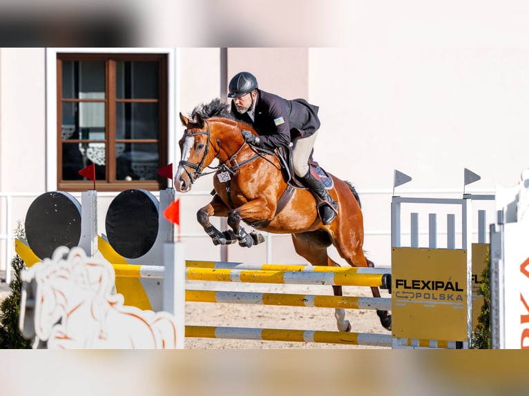 Polnisches Halbblut Stute 6 Jahre 164 cm Rotbrauner in Wąwał