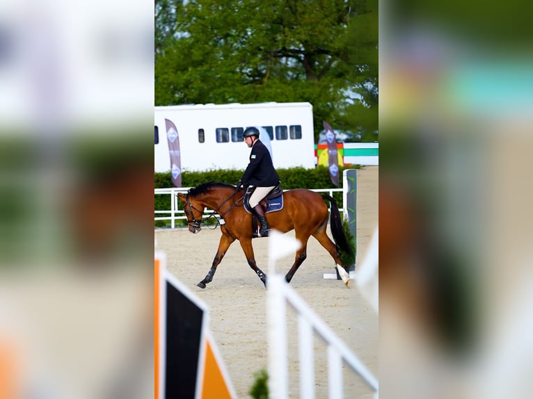 Polnisches Halbblut Stute 6 Jahre 164 cm Rotbrauner in Wąwał
