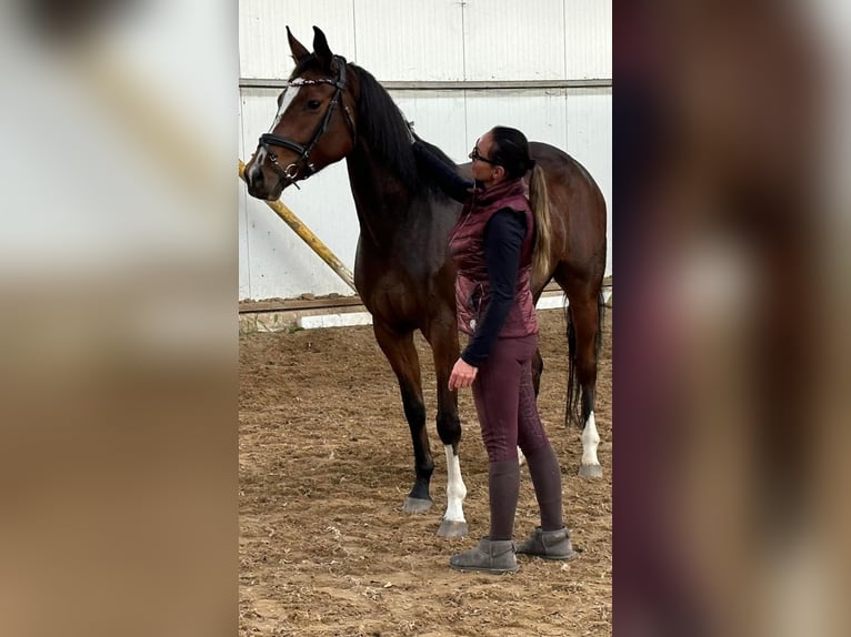 Polnisches Halbblut Stute 6 Jahre 165 cm Brauner in Racot