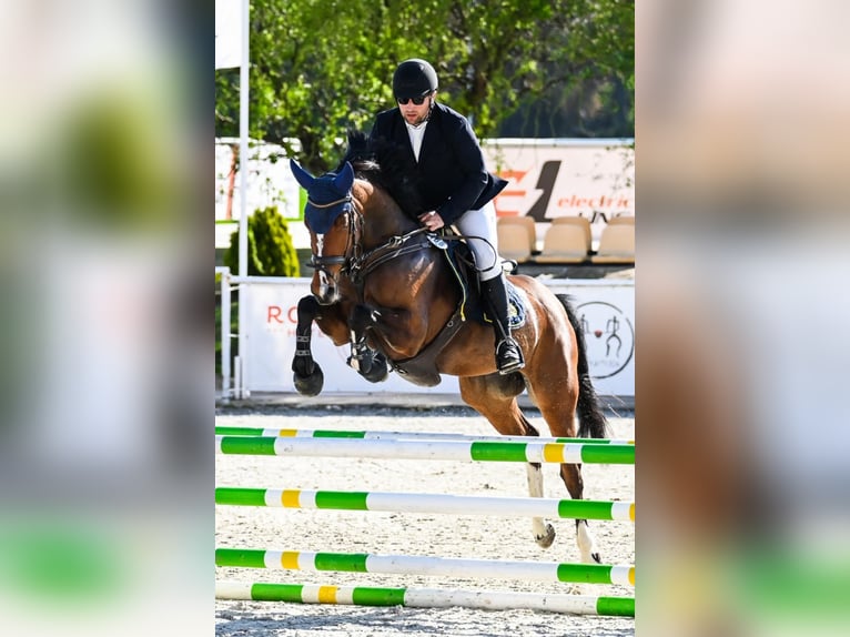 Polnisches Halbblut Stute 6 Jahre 165 cm Brauner in Racot