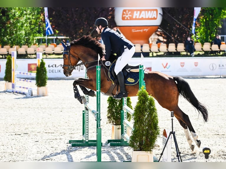 Polnisches Halbblut Stute 6 Jahre 165 cm Brauner in Racot