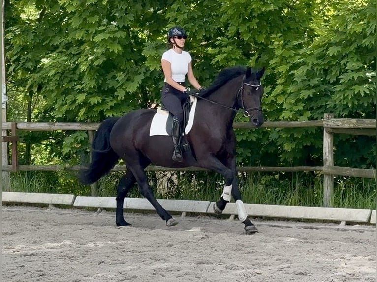 Polnisches Halbblut Stute 6 Jahre 168 cm Rappe in Wałbrzych