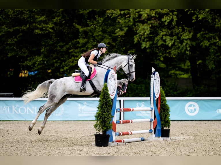 Polnisches Halbblut Stute 6 Jahre 168 cm Schimmel in Por&#x105;bka