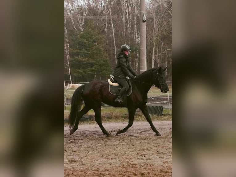 Polnisches Halbblut Stute 6 Jahre 170 cm Rappe in Zbuczyn
