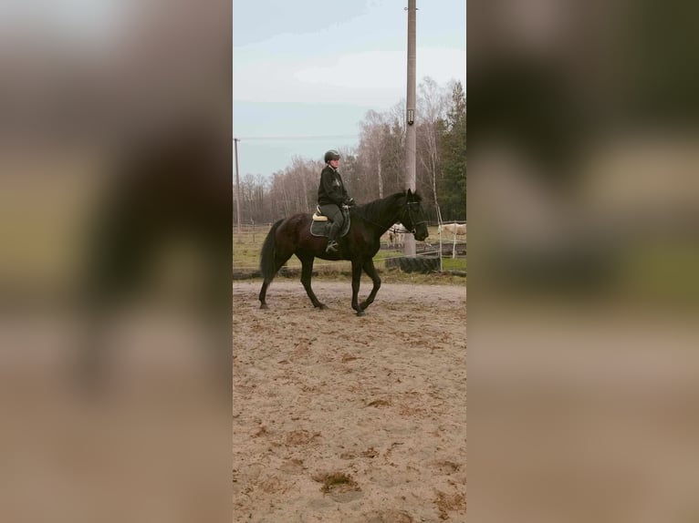Polnisches Halbblut Stute 6 Jahre 170 cm Rappe in Zbuczyn
