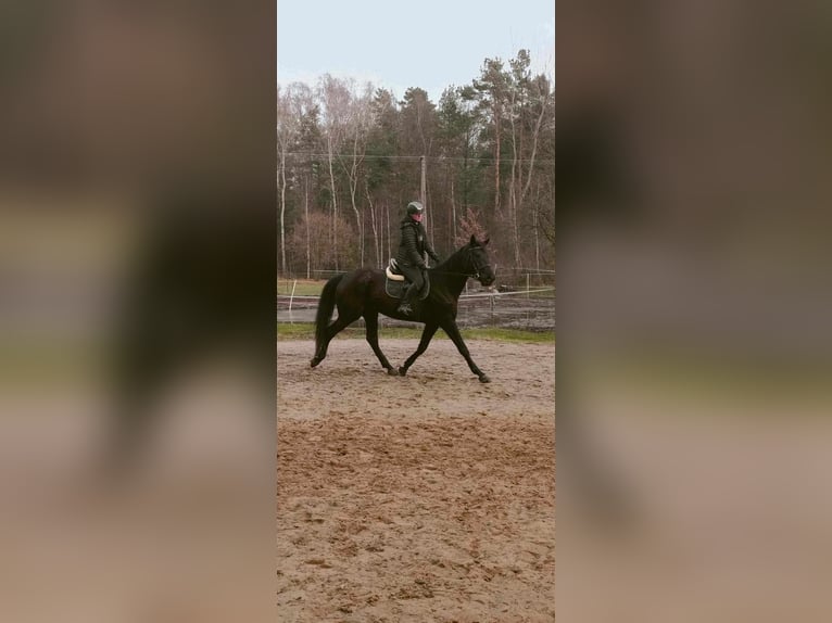 Polnisches Halbblut Stute 6 Jahre 170 cm Rappe in Zbuczyn