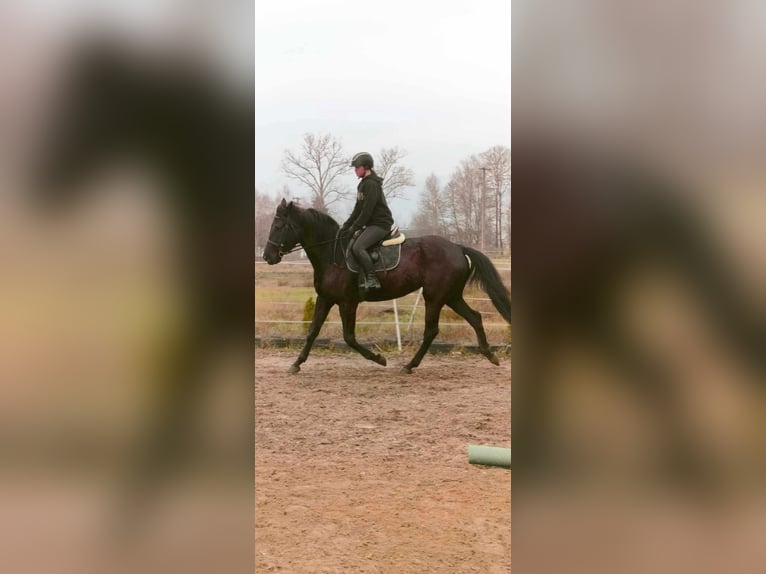 Polnisches Halbblut Stute 6 Jahre 170 cm Rappe in Zbuczyn