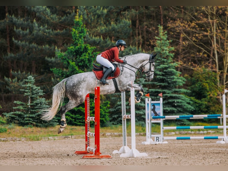 Polnisches Halbblut Stute 6 Jahre 175 cm Apfelschimmel in Che&#x142;m&#x17C;a