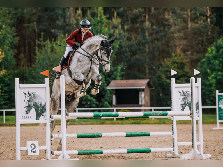 Polnisches Halbblut Stute 6 Jahre 175 cm Apfelschimmel in Che&#x142;m&#x17C;a