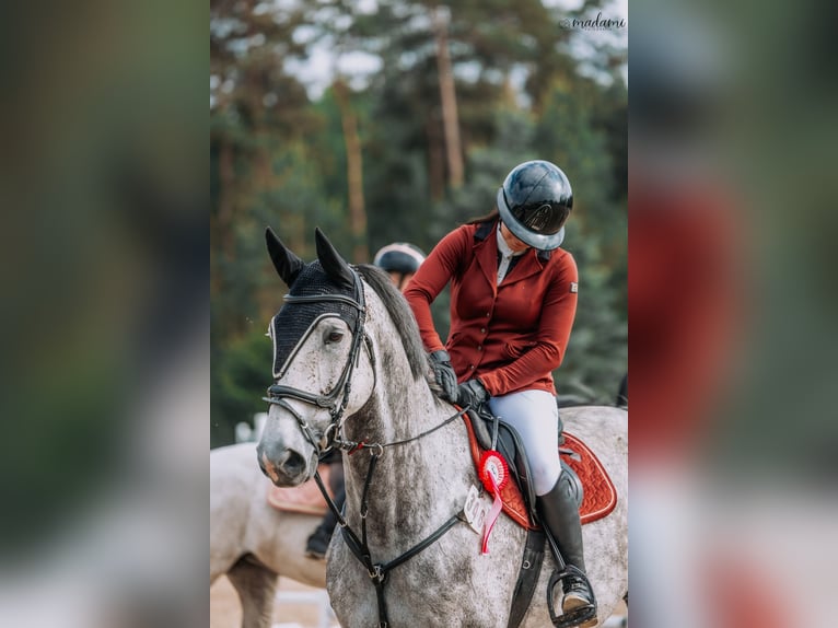 Polnisches Halbblut Stute 6 Jahre 175 cm Apfelschimmel in Che&#x142;m&#x17C;a