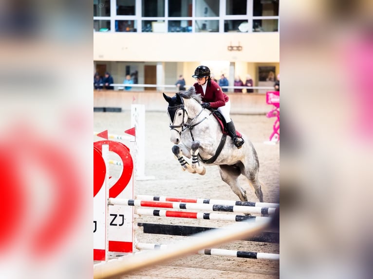 Polnisches Halbblut Stute 6 Jahre 175 cm Schimmel in Che&#x142;m&#x17C;a