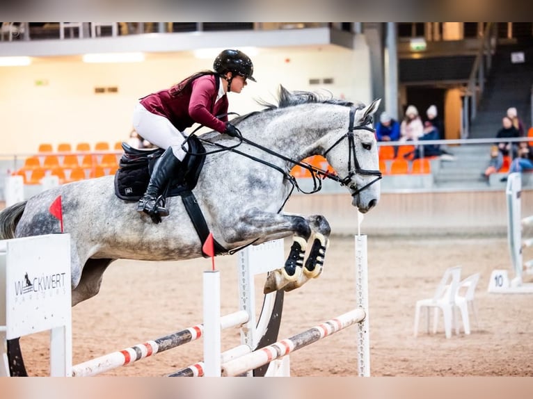 Polnisches Halbblut Stute 6 Jahre 175 cm Schimmel in Che&#x142;m&#x17C;a