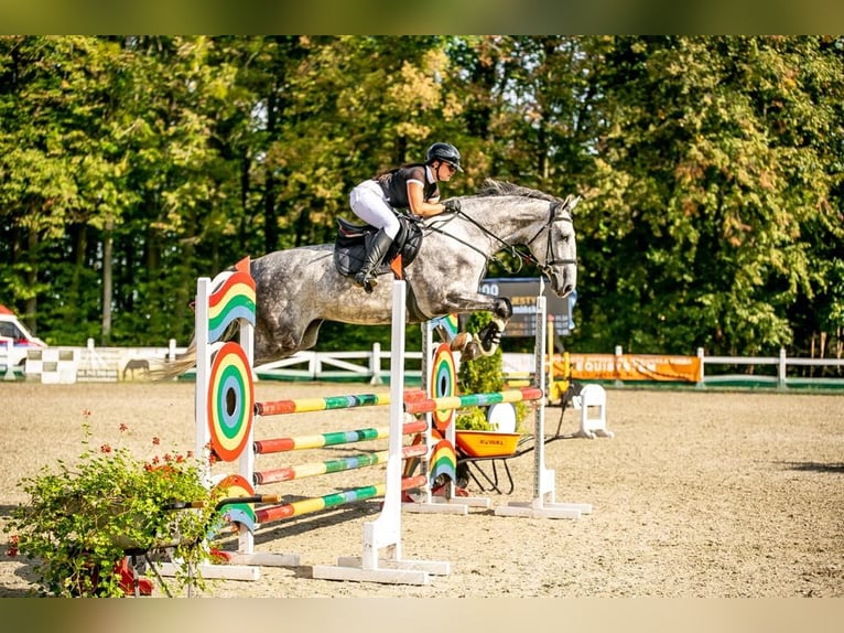 Polnisches Halbblut Stute 6 Jahre 175 cm Schimmel in Chełmża