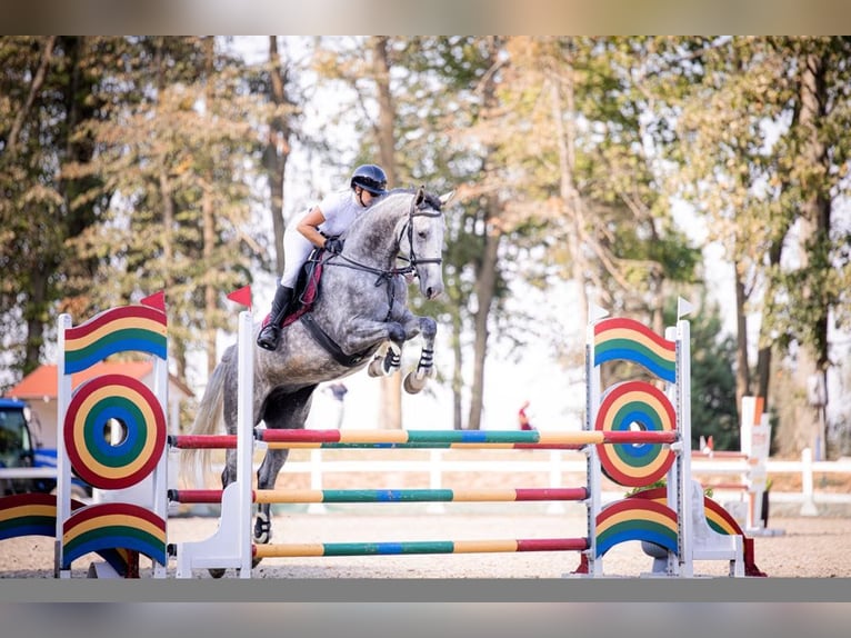 Polnisches Halbblut Stute 6 Jahre 175 cm Schimmel in Che&#x142;m&#x17C;a